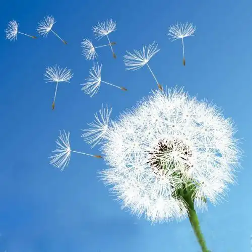 小小蒲公英时光旧文