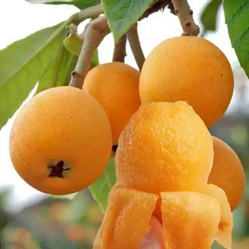 大五星枇杷 1两以上