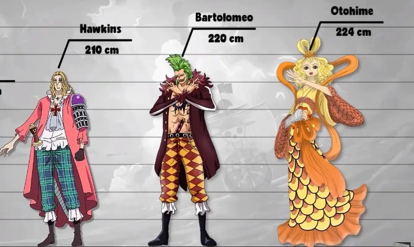 海贼王角色身高对比图3 这一个个的都是巨人啊