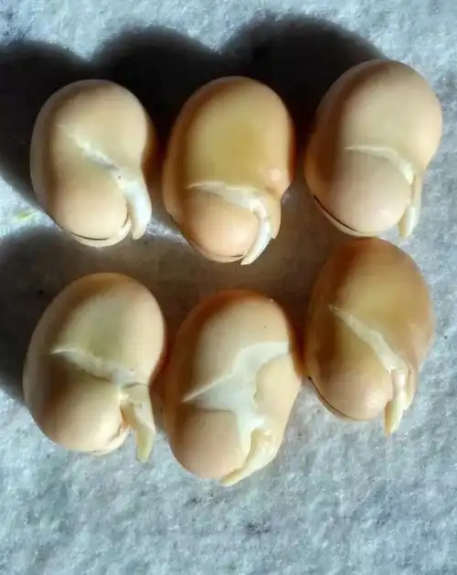 其它 2018长小四年级科学种植观察令 写美篇活动二,蚕豆种子由科学