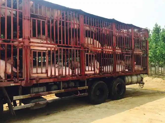 帮助养殖户把猪卖向全国各地,让养殖户多赚钱.15562962777