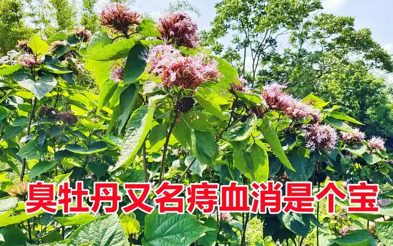 农村的臭牡丹又名痔血消它的用途很强大解决男女生活烦恼