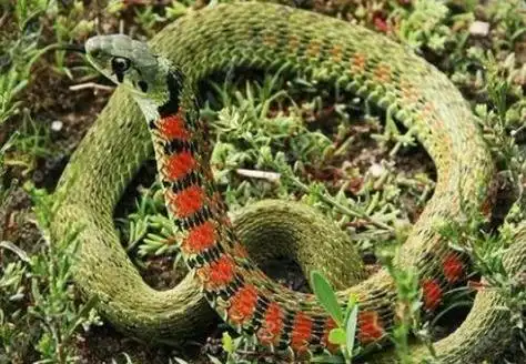 虎斑颈槽蛇而现实中的虎斑颈槽蛇则与鸡冠蛇十分相似,应为鸡冠蛇原型.