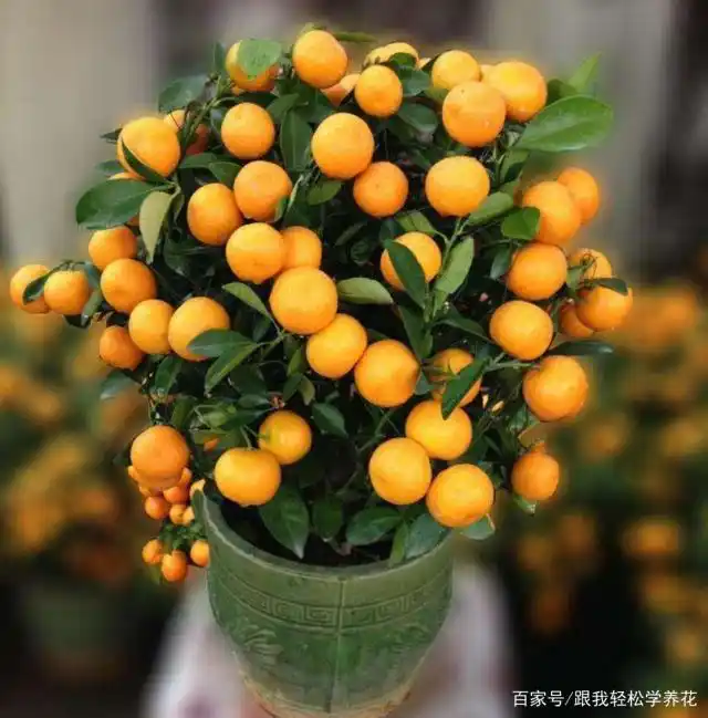 秋天,盆栽金桔这么养,叶绿根壮长势快,硕果累累挂满枝