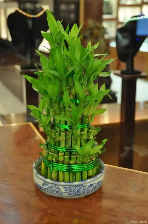 转运竹养护技巧,让你的好运茁壮成长,越旺越好运