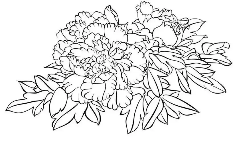 苗苗简笔画牡丹