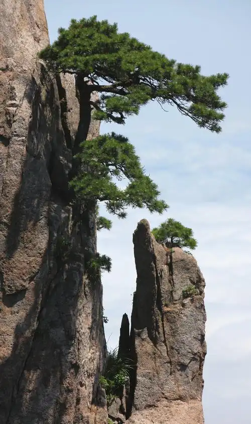 黄山迎客松