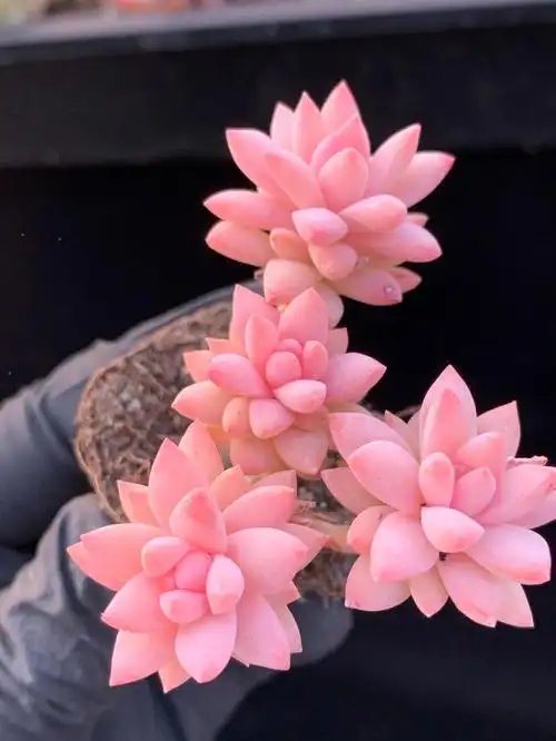 美肉大集合多肉植物普货贵货