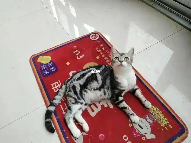 美短鱼骨纹领养