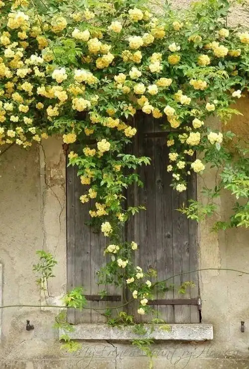 木香花为什么不能种黄木香花为什么不能种