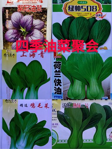 绿帅油菜青梗菜春秋耐热夏季冬季棚室露地荷兰快油鸡毛紫油菜种子