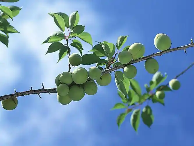 梅花果实 青梅