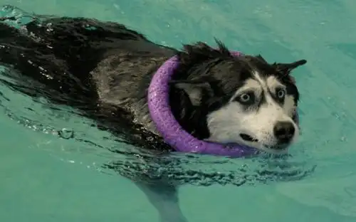 宠物趣闻 | 狗狗vs游泳,让人不得不服的事情