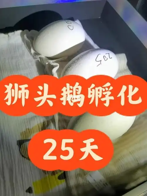 笔记灵感  #狮头鹅  #鹅  #我的养宠日常  #鹅鹅鹅  #孵化前面两个蛋