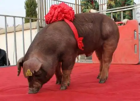 购进种公猪需要注意的几个问题,不然后患无穷 - 种猪技术_种猪_养猪网