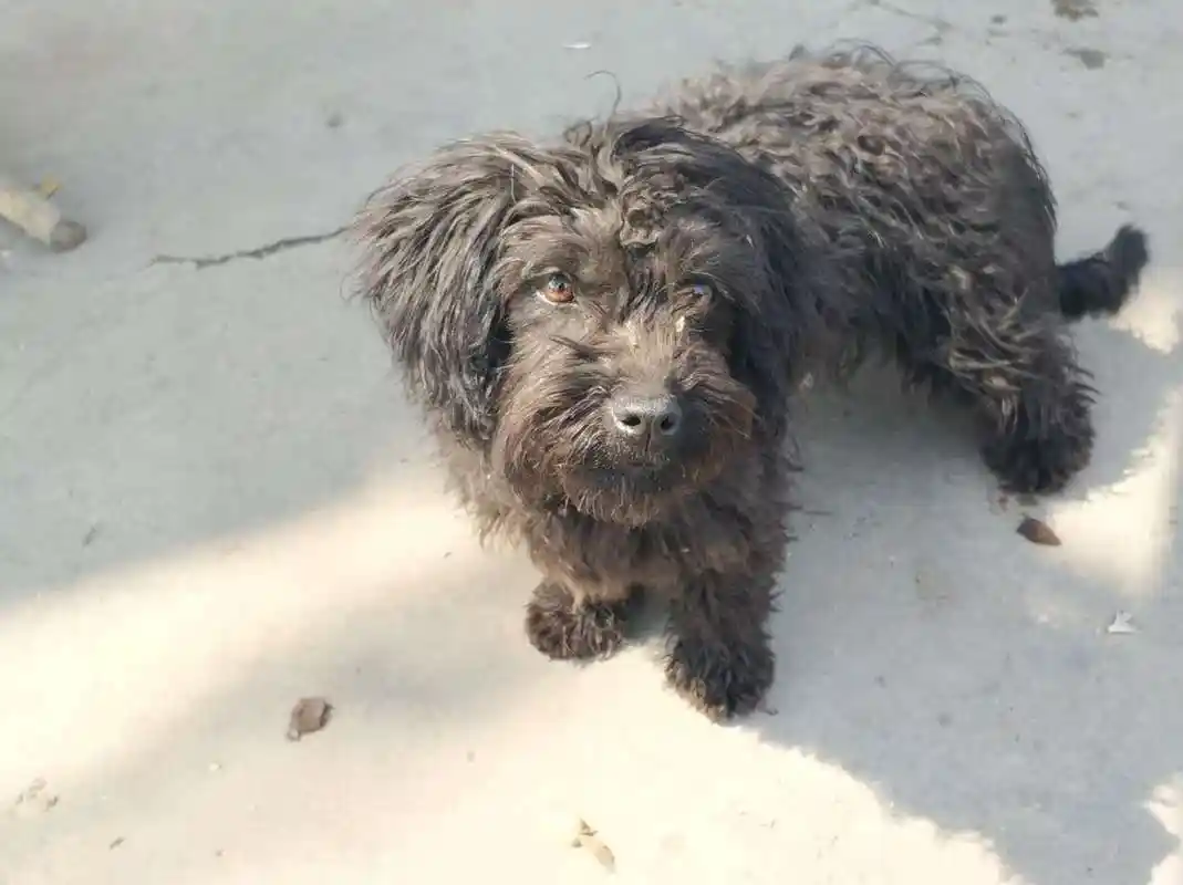 泰迪和土狗串串,因为丑惨遭主人抛弃,好心洗车店老板收养狗狗!