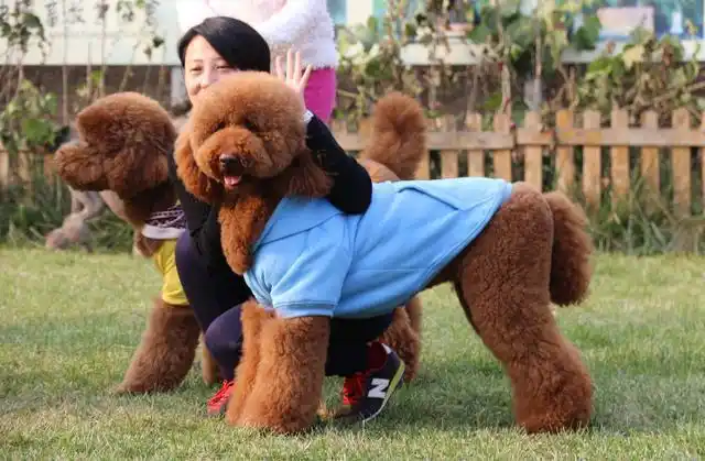 巨型贵宾犬有体味吗