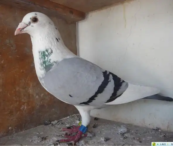 上手粗壮的蝴蝶花雄