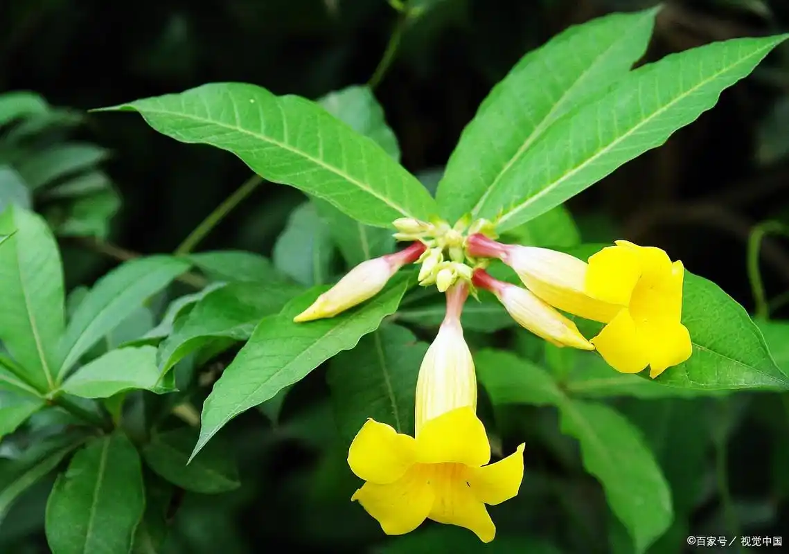 一朵令女人心动的花朵——好男人花