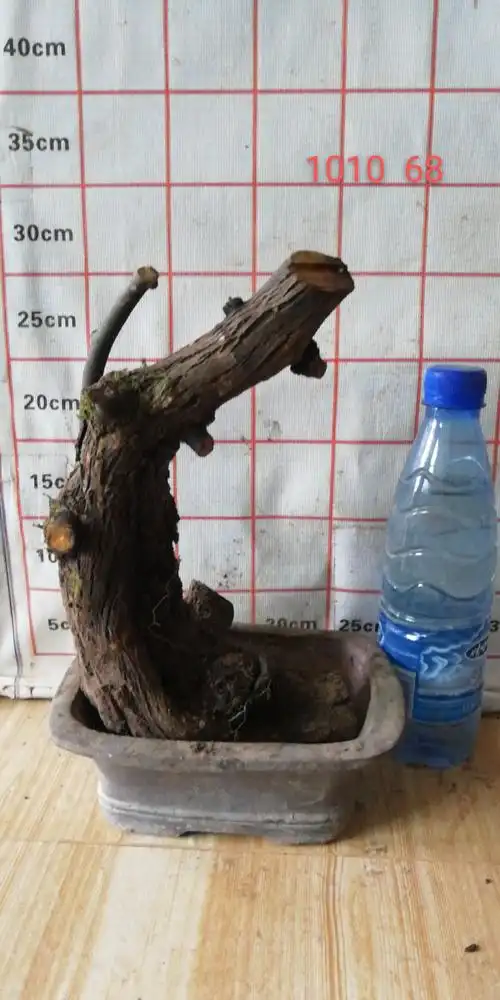 铁包金勾儿茶老树桩盆景乌龙根爬藤类绿