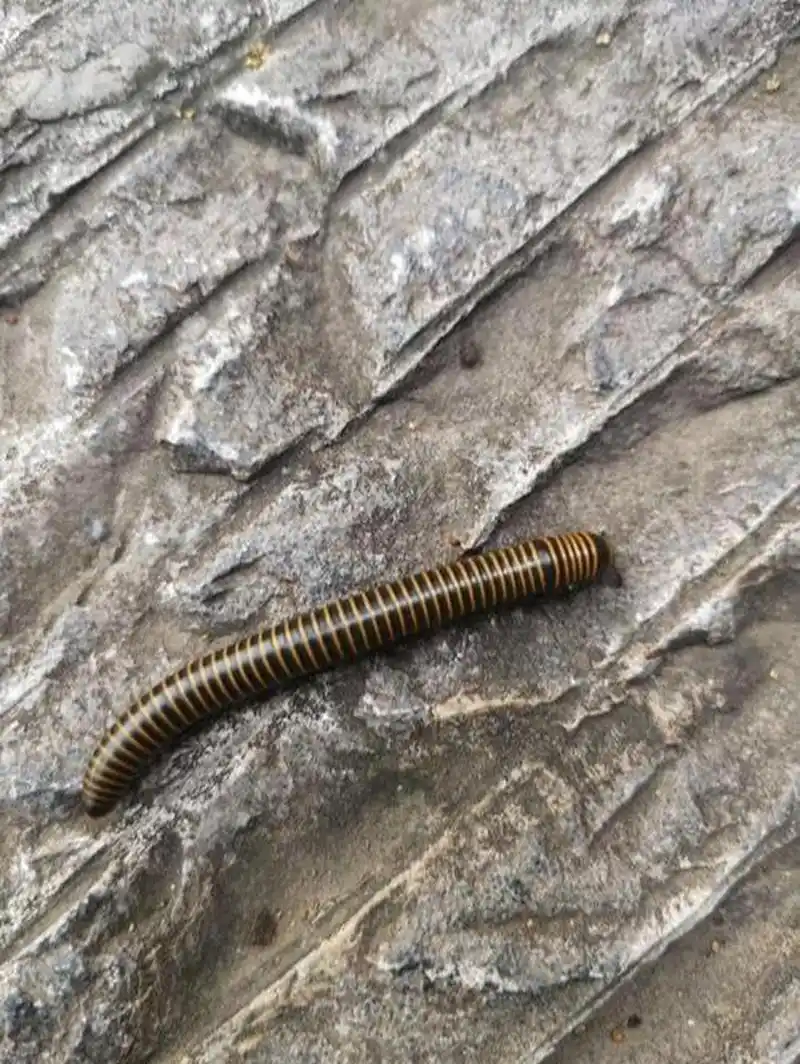 消灭马陆虫的小妙招 马陆虫也叫千足虫,千脚虫,体长约20～35毫米,暗