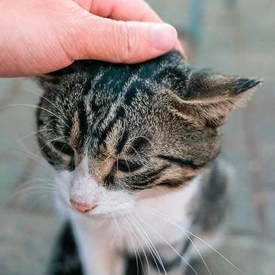 主人总是习惯性"摸猫头",但你知道在猫咪眼中,意味着什么吗?