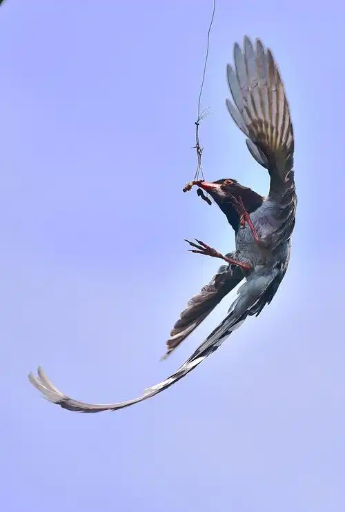 吉祥鸟 红嘴蓝鹊