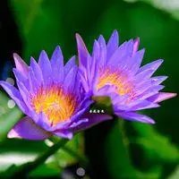 蓝莲花高清头像图片_微信头像图片大全