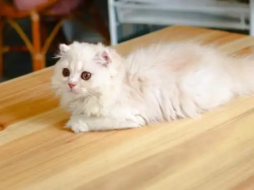 凯米尔奶油色渐层卷儿有偿领养