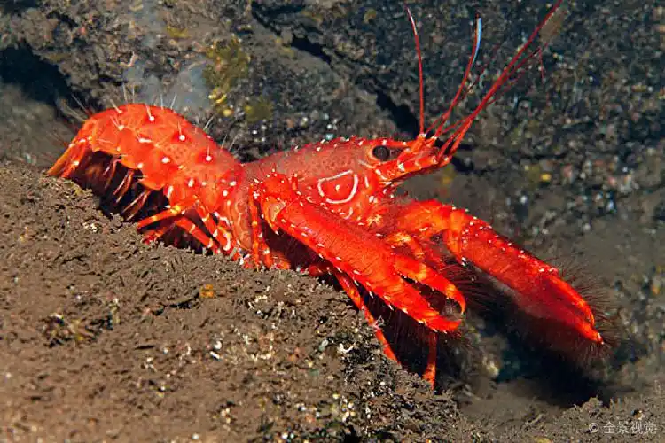 礁石_龙虾_马德拉岛_葡萄牙_欧洲_大西洋_海洋_高清图片_全景视觉