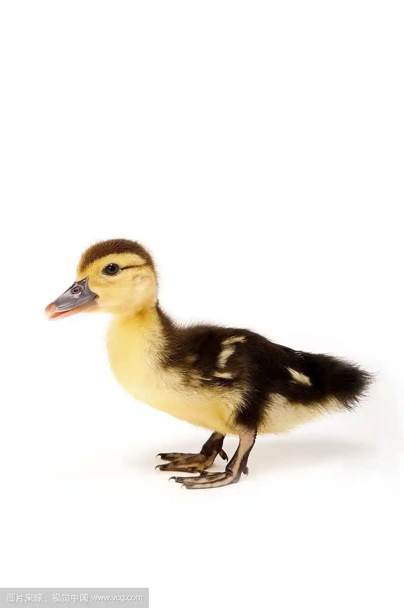 小鸭,动物