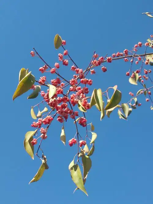 绚丽夺目的桃叶卫矛