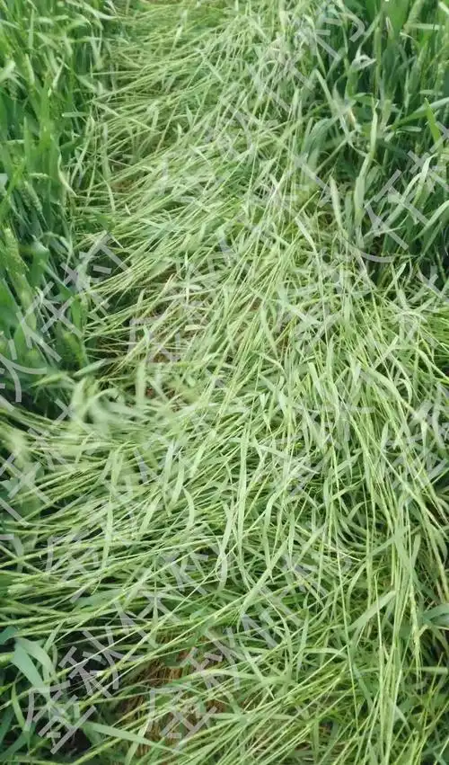 这种野麦子叫节节麦可别认错了