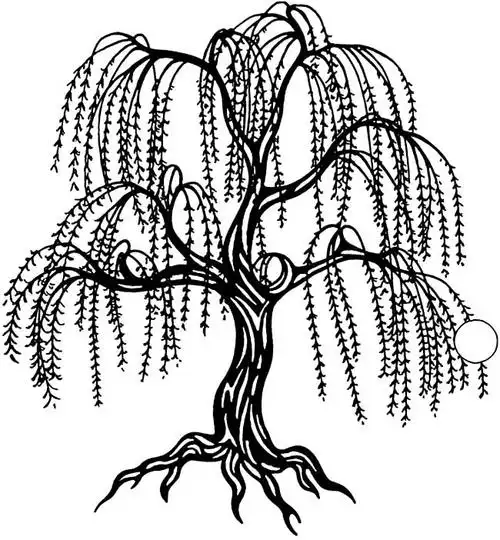 大树 柳树1简笔画