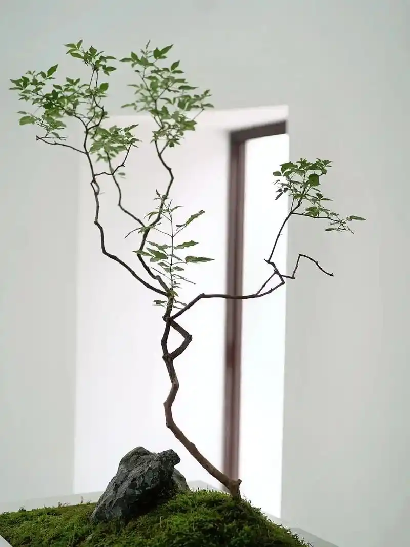 黄金棍下出好人-室内杂木小景.#园林景观 #庭院设计 - 抖音