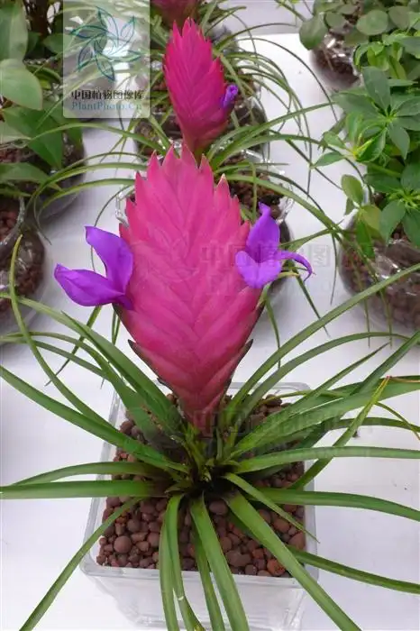 展开全部 紫花凤梨 tillandsia cyanea linden ex k. koch