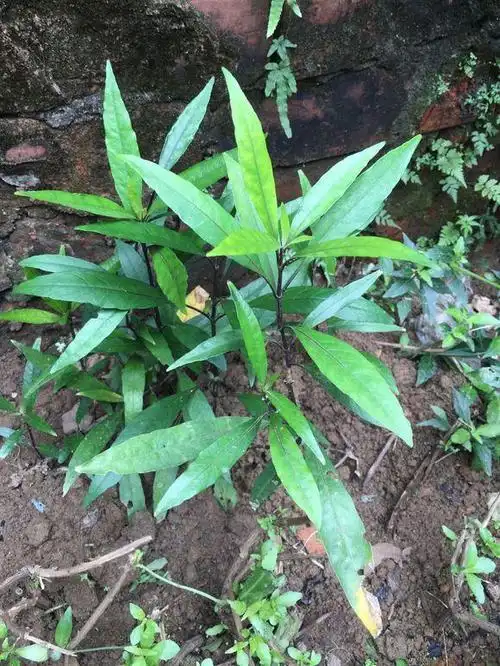 可以治疗多种疾病的草药,尤其是跌打损伤诸症,疗效尤佳.