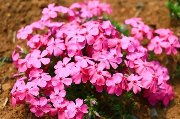 三款会开花的草坪北方养最合适耐热又耐寒每年春天开成花海