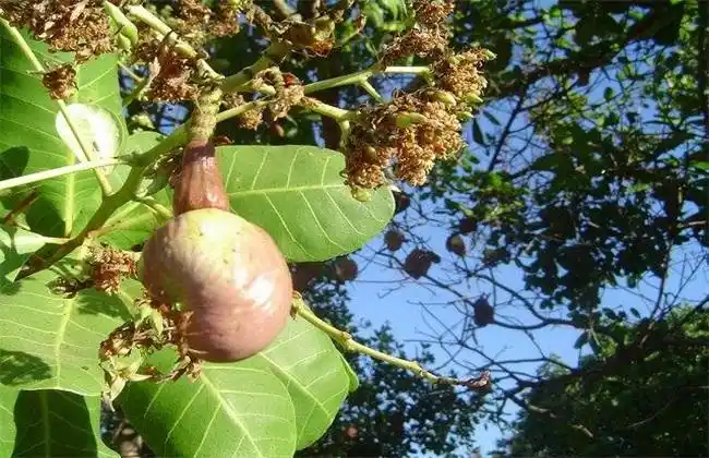 > 正文腰果的适应能力是比较强的,原本是一种热带水果,因此喜欢生长在