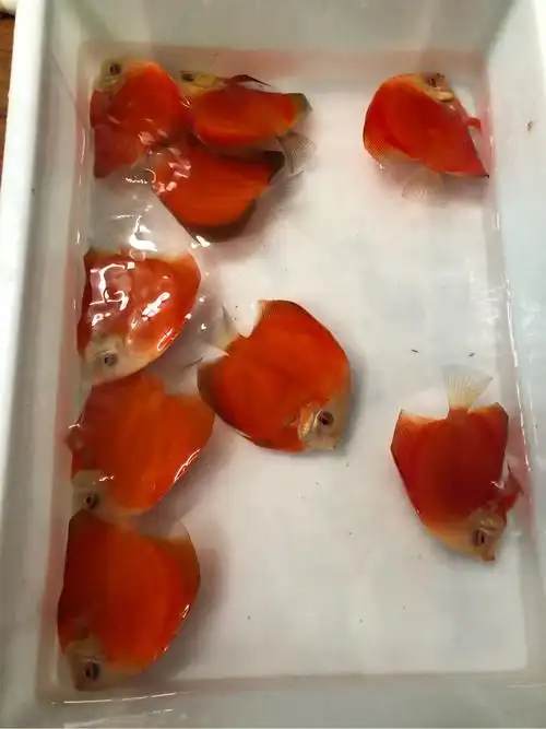 超低价出万年红红金七彩神仙! - 上海鱼友俱乐部 - cta南美水族