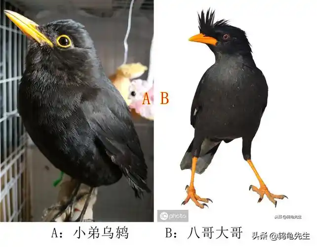 二,在下与八哥的区别