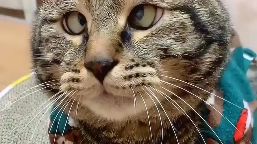 小猫咪你是不是看不起我,你能不能正眼看我一下,这个眼神瞧不起谁呢!