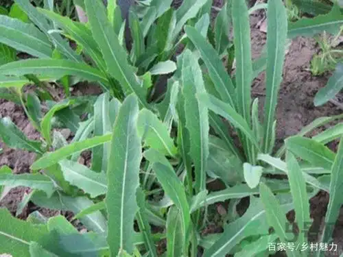 又到了采摘野菜的好时节,那些野菜你都认识吗?搞不好就会挖错!