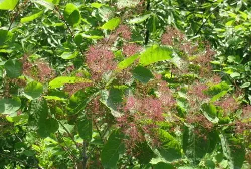 毛黄栌为落叶灌木或小乔木,高达8米.枝红褐色.