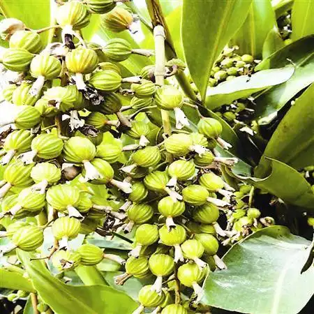 【来源】本品为姜科植物阳春砂绿壳砂或海南砂的干燥成熟果实.