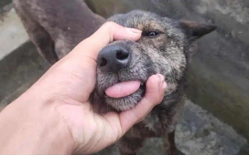 土狗凶不凶握住它嘴巴试试便知切记得找自家狗