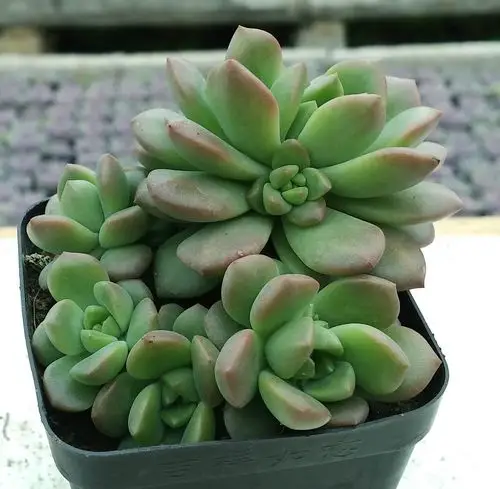 马库斯 多头老桩 漳州多肉植物批发特价 迷你盆栽 多肉植物.