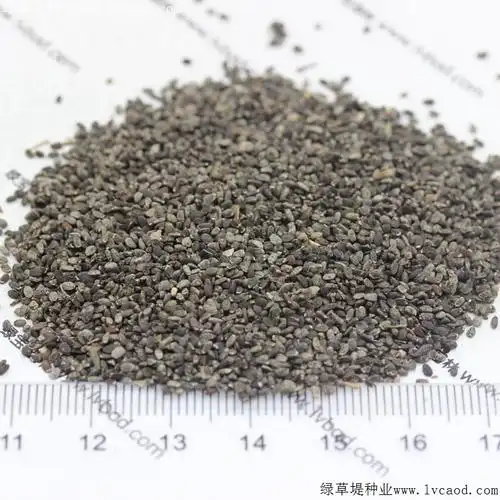 薄荷多久开花花期有多长