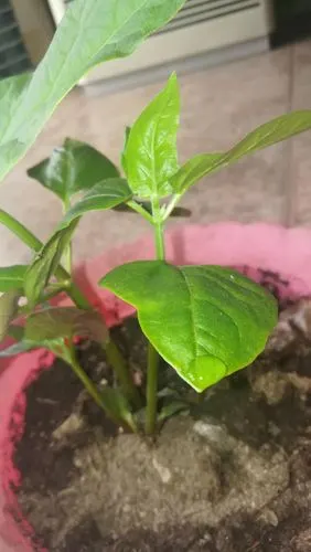 过了几周,地雷花长出来嫩绿的叶子.