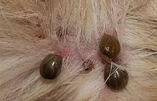 狗身上的蜱虫怎么去除?怎样处理